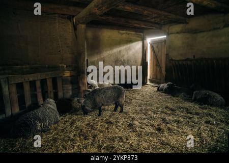 attraper des stylos à l'intérieur d'une vieille grange en bois. Photo de haute qualité Banque D'Images