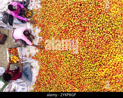 Bogura, Rajshahi, Bangladesh. 19 novembre 2024. À Bogura, au Bangladesh, les travailleurs sont entourés de tas de tomates rouges vibrantes, triant soigneusement et emballant les produits pour distribution. Les agriculteurs des villages voisins arrivent avec des tomates fraîchement récoltées, lavées et organisées pour la vente sur le marché de gros hivernal animé. Les tomates rouges juteuses mûrissent sous le soleil du Bangladesh tandis que les travailleurs choisissent les meilleurs fruits à vendre. Ensuite, les tomates sont transportées dans tout le pays et souvent transformées en ketchup et en pâte de tomate. Les travailleurs emballent méticuleusement les fruits dans des caisses, bien que chaque lot de 25 kg sel Banque D'Images