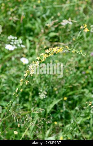 L'agrimonie commune (Agrimonia eupatoria) est une plante pérenne médicinale originaire d'Europe et d'Asie du Sud-Ouest. Cette photo a été prise à Val d'Aran, Lleida Banque D'Images