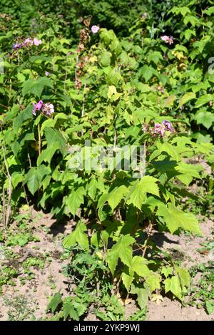 La framboise à fleurs violettes (Rubus odoratus) est un arbuste originaire de l'est de l'Amérique du Nord. Ses fruits sont comestibles. Banque D'Images