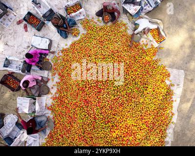 Bogura, Rajshahi, Bangladesh. 19 novembre 2024. À Bogura, au Bangladesh, les travailleurs sont entourés de tas de tomates rouges vibrantes, triant soigneusement et emballant les produits pour distribution. Les agriculteurs des villages voisins arrivent avec des tomates fraîchement récoltées, lavées et organisées pour la vente sur le marché de gros hivernal animé. Les tomates rouges juteuses mûrissent sous le soleil du Bangladesh tandis que les travailleurs choisissent les meilleurs fruits à vendre. Ensuite, les tomates sont transportées dans tout le pays et souvent transformées en ketchup et en pâte de tomate. Les travailleurs emballent méticuleusement les fruits dans des caisses, bien que chaque lot de 25 kg sel Banque D'Images