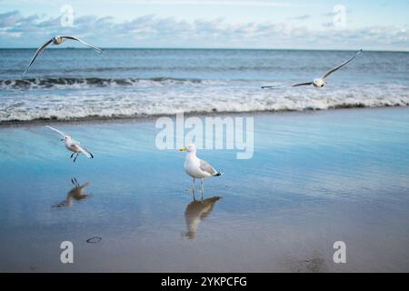 mouettes et pigeons sur le bord de mer en hiver Banque D'Images