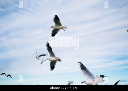 mouettes et pigeons sur le bord de mer en hiver Banque D'Images