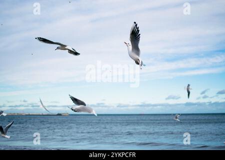 mouettes et pigeons sur le bord de mer en hiver Banque D'Images