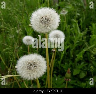 des balles de pissenlit ou des têtes de graines argentées dans les prairies au printemps. Pendules en pissenlit dans la pelouse Banque D'Images