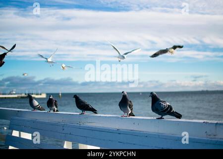 mouettes et pigeons sur le bord de mer en hiver Banque D'Images