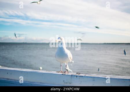 mouettes et pigeons sur le bord de mer en hiver Banque D'Images