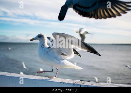 mouettes et pigeons sur le bord de mer en hiver Banque D'Images