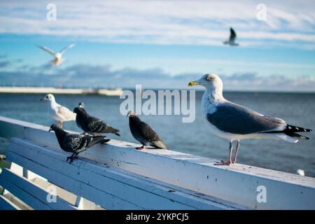 mouettes et pigeons sur le bord de mer en hiver Banque D'Images