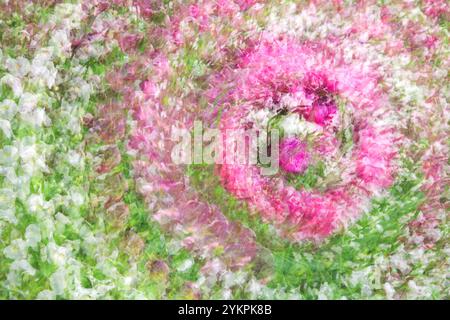 Exposition multiple d'un jardin de tulipes avec des fleurs blanches roses et foncées, formant un motif tourbillonnant abstrait Banque D'Images