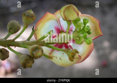 Couroupita guianensis belle fleur rouge connue sous une variété de noms communs, y compris l'arbre de boulet de canon à Ho Chi Minh ville Vietnam Banque D'Images