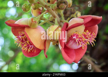 Couroupita guianensis belle fleur rouge connue sous une variété de noms communs, y compris l'arbre de boulet de canon à Ho Chi Minh ville Vietnam Banque D'Images