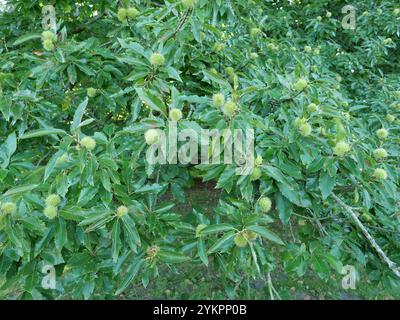 Châtaignes sur l'arbre, toujours enfermées dans leurs coquilles vertes épines. Ces châtaignes sont souvent collectées pour la décoration ou servent de nourriture à la faune Banque D'Images