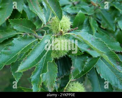 Châtaignes sur l'arbre, toujours enfermées dans leurs coquilles vertes épines. Ces châtaignes sont souvent collectées pour la décoration ou servent de nourriture à la faune Banque D'Images