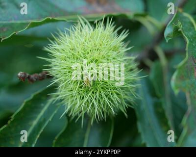 Châtaignes sur l'arbre, toujours enfermées dans leurs coquilles vertes épines. Ces châtaignes sont souvent collectées pour la décoration ou servent de nourriture à la faune Banque D'Images