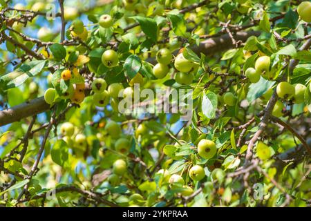 Malus sylvestris, la pomme de crabe européenne. La pomme sauvage européenne. Une espèce du genre Malus. Banque D'Images