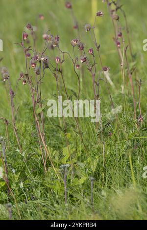 Bach-Nelkenwurz, Bachnelkenwurz, Nelkenwurz, Geum rivale, racine de chocolat indien, hochage avens, avens d'eau, avens violets, la Benoîte des ruisseaux, l Banque D'Images