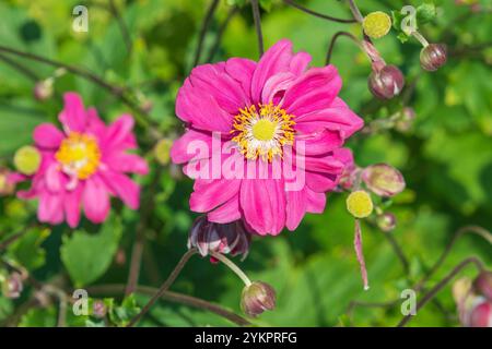 Belles fleurs roses d'Eriocapitella hybrida dans le jardin, gros plan. Hybrides d'anémone japonaise. plante à fleurs. Banque D'Images