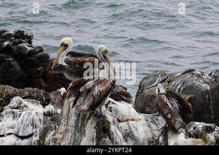 Les pélicans péruviens ont également connu les pélicans bruns sur les rochers de Vina del Mar, Valparaiso, Chili Banque D'Images