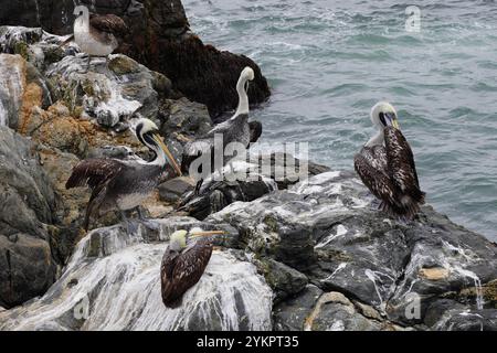 Les pélicans péruviens ont également connu les pélicans bruns sur les rochers de Vina del Mar, Valparaiso, Chili Banque D'Images