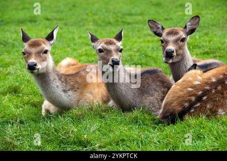 Trois femelles de cerfs en jachère (Dama dama) en captivité, Pologne Banque D'Images