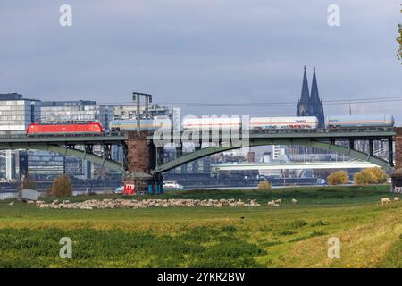 Train de marchandises sur le Suedbruecke (pont Sud), vue sur le port de Rheinau avec les maisons de grues et à la cathédrale, moutons, Cologne, Allemagne. Guete Banque D'Images