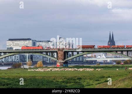 Train de marchandises sur le Suedbruecke (pont Sud), vue sur le port de Rheinau avec les maisons de grues et à la cathédrale, moutons, Cologne, Allemagne. Guete Banque D'Images