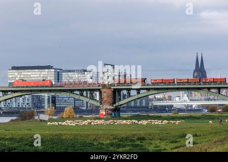 Train de marchandises sur le Suedbruecke (pont Sud), vue sur le port de Rheinau avec les maisons de grues et à la cathédrale, moutons, Cologne, Allemagne. Guete Banque D'Images