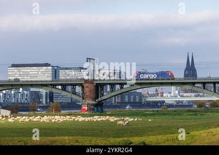 Train de marchandises sur le Suedbruecke (pont Sud), vue sur le port de Rheinau avec les maisons de grues et à la cathédrale, moutons, Cologne, Allemagne. Guete Banque D'Images