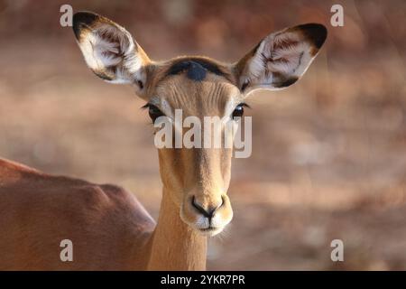 Portrait féminin Impala ou Rooibok - Aepyceros melampus Banque D'Images