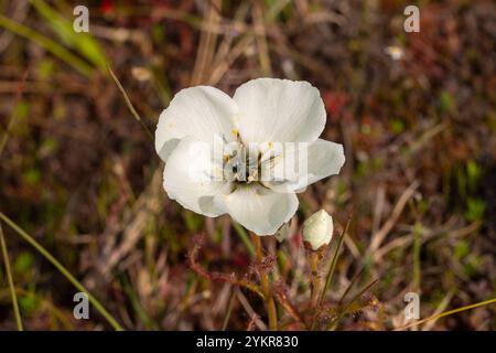 Coléoptère de singe vert dans une fleur blanche de la plante carnivore Drosera cistiflora, prise près de Darling dans le Cap occidental de l'Afrique du Sud Banque D'Images