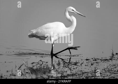 Image monochrome, noir et blanc d'une Grande aigrette (Ardea alba) marchant dans l'eau avec un pied levé. Banque D'Images