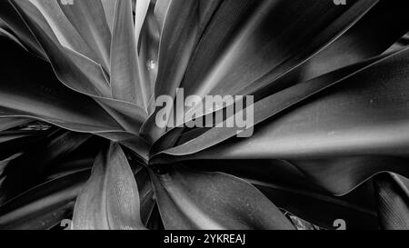 Beau motif de feuilles de fleurs de lis monochromes. Image stock nature en noir et blanc. Howrah, Bengale occidental, Inde. Banque D'Images