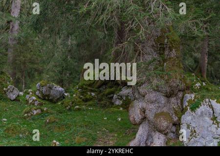 tige d'arbre gnarly dans la forêt moussue de conte de fées avec de grands rochers rocheux dans les montagnes Banque D'Images