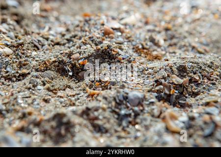 Texture de coquillages écrasés sur une plage roumaine, gros plan Banque D'Images