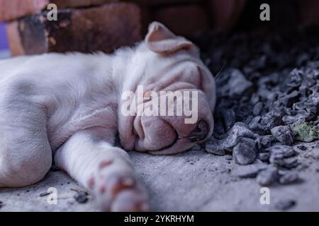 Chiot à peau ridée mignon, dormant sur du charbon de bois à côté d'un poêle extérieur, soft focus Banque D'Images