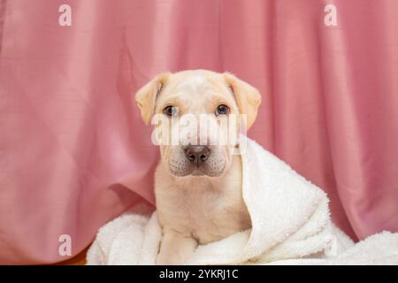 Chiot doré mignon enveloppé dans une serviette blanche moelleuse, regardant la caméra sur la draperie rose Banque D'Images