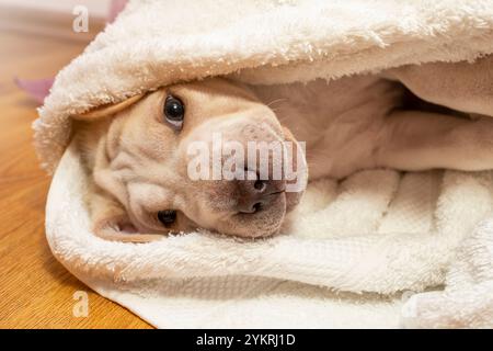 Mignon petit chiot couchant enveloppé dans une serviette blanche moelleuse, avec un regard endormi Banque D'Images