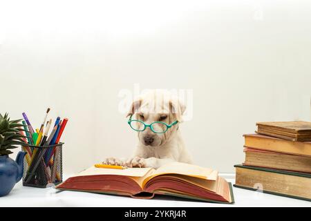 Chien chiot mignon avec des lunettes lisant dans un livre vintage ouvert, sur blanc Banque D'Images