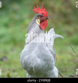 coq à leghorn lavande Banque D'Images