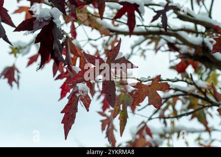 Feuilles enneigées d'un Acer Banque D'Images