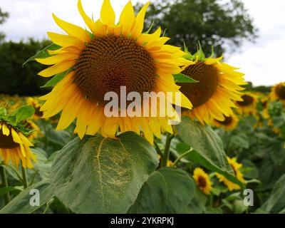 Gros plan d'un tournesol dans la plantation en juillet, avec du pollen sur la feuille verte. Fond de ciel nuageux. Thème agricole Banque D'Images