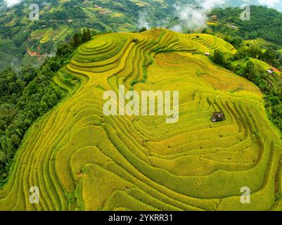 Drone vue aérienne du champ de terrasse de riz en saison de récolte, champs agricoles verts dans la campagne au nord du Vietnam Banque D'Images