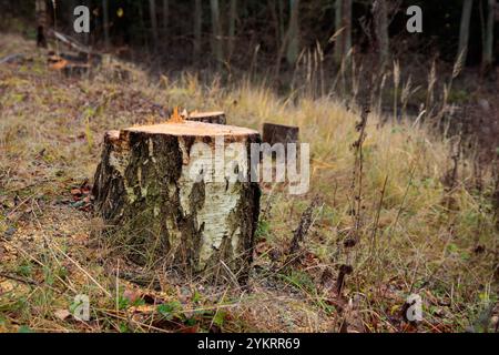 Concept de déforestation. Souche de bouleau dans la forêt de l'arbre fraîchement haché après la coupe de la forêt. Dommages écologiques et impact de la déforestation sur envir Banque D'Images