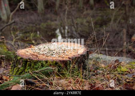 Concept de déforestation. Souche de bouleau dans la forêt de l'arbre fraîchement haché après avoir coupé la forêt comme mangeoire d'oiseaux avec des graines. Dommages écologiques et def Banque D'Images
