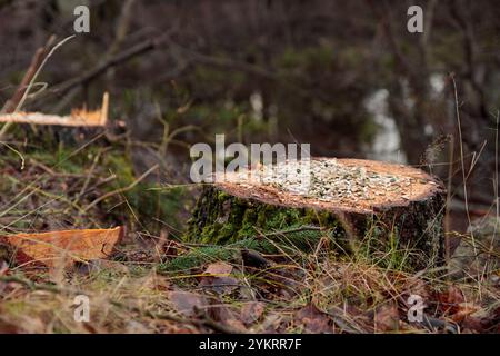 Concept de déforestation. Souche de bouleau dans la forêt de l'arbre fraîchement haché après avoir coupé la forêt comme mangeoire d'oiseaux avec des graines. Dommages écologiques et def Banque D'Images