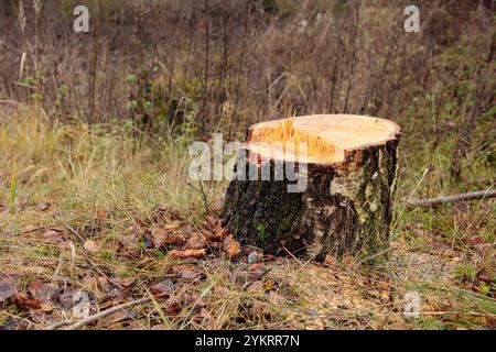 Concept de déforestation. Souche de bouleau dans la forêt de l'arbre sain fraîchement haché après la coupe de la forêt. Dommages écologiques et impact de la déforestation Banque D'Images