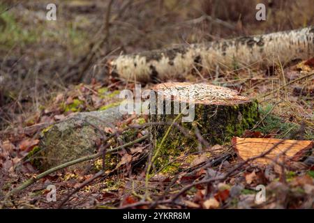 Concept de déforestation. Souche de bouleau dans la forêt de l'arbre fraîchement haché après avoir coupé la forêt comme mangeoire d'oiseaux avec des graines. Dommages écologiques et def Banque D'Images