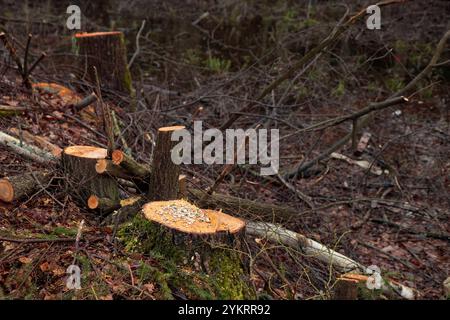 Concept de déforestation. Souche de bouleau dans la forêt de l'arbre fraîchement haché après avoir coupé la forêt comme mangeoire d'oiseaux avec des graines. Dommages écologiques et def Banque D'Images