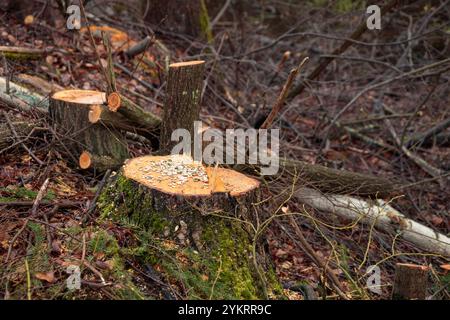 Concept de déforestation. Souche de bouleau dans la forêt de l'arbre fraîchement haché après avoir coupé la forêt comme mangeoire d'oiseaux avec des graines. Dommages écologiques et def Banque D'Images